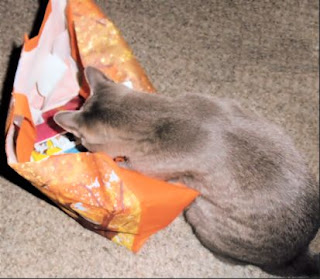 Cat examining bag full of TEMPTATIONS cat treats. Cat climbing into bag full of Whisakas TEMPTATIONS treats.