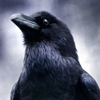 Corvus Avatar