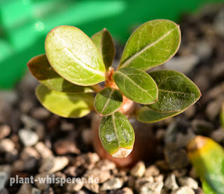 Close-up of Adenium obesum 'Dark Love' leaves on September 30, 2014 Close-up of Adenium obesum 'Dark Love' seedling leaves, photo date 2014-09-30