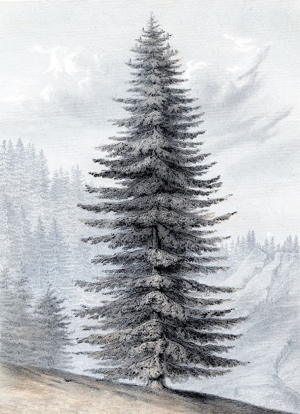 Vintage Christmas Tree Graphic