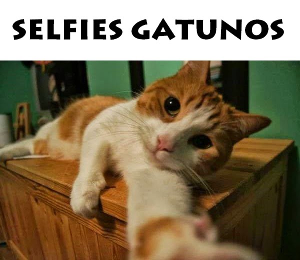 10 selfies gatunos