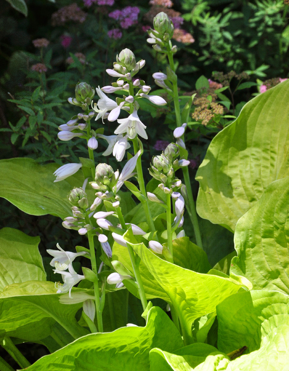 Three Dogs in a Garden Lessons Learned