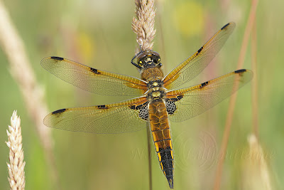 Libellula quadrimaculata