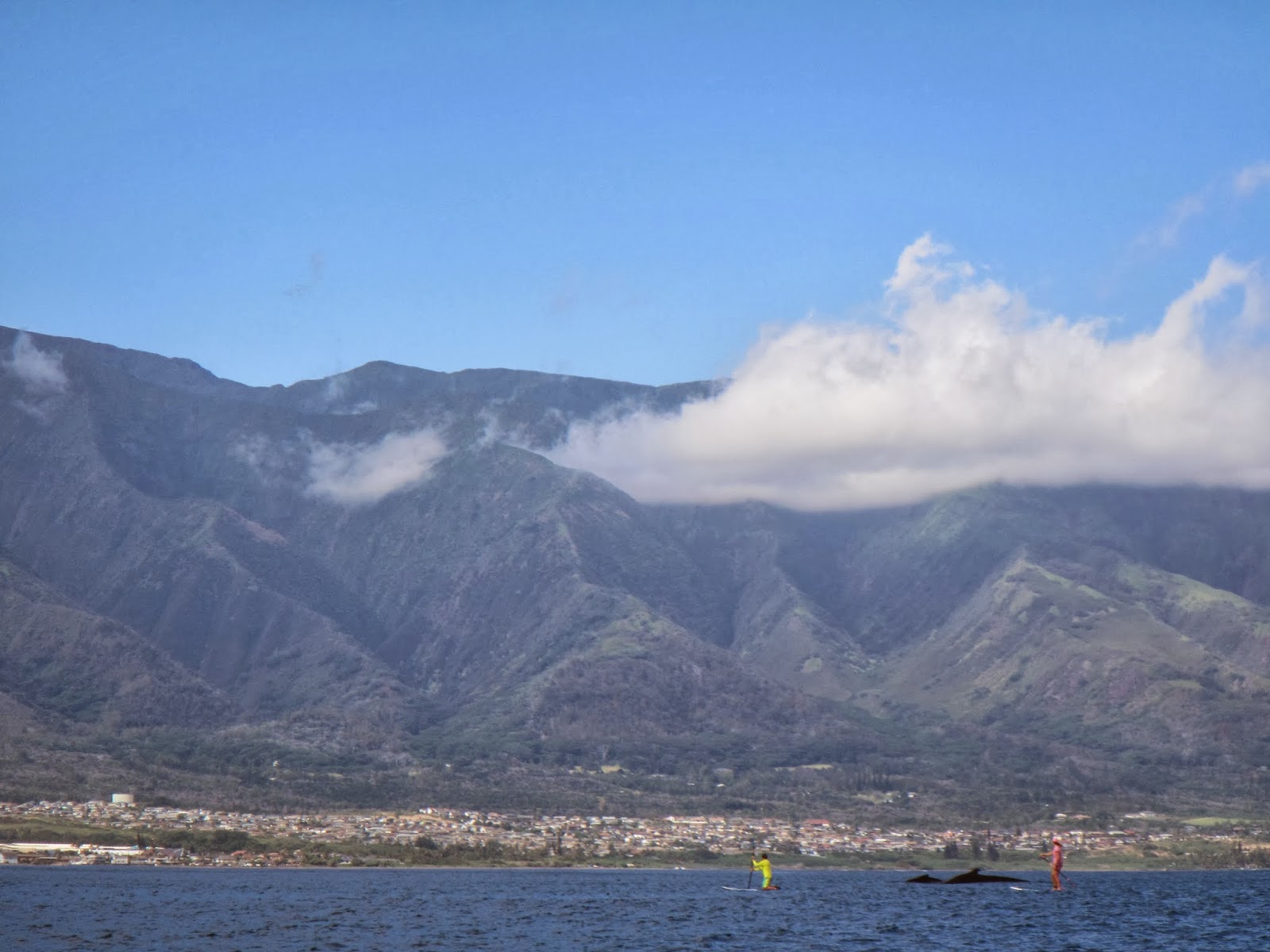 ヤシの実少年 Maui 悟空がキントン雲の気分