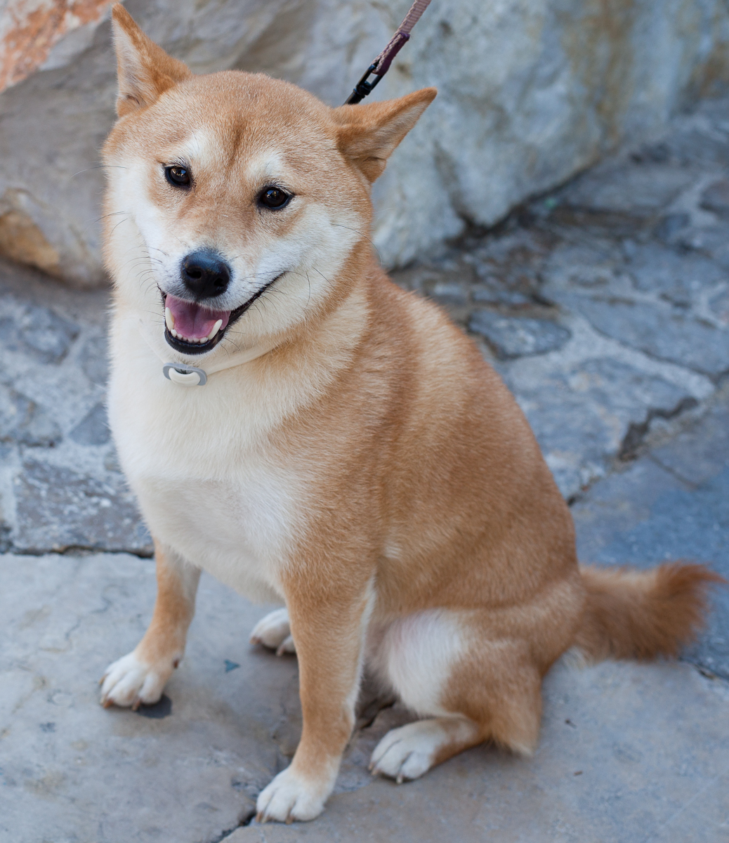 Japanese Hunting Dog
