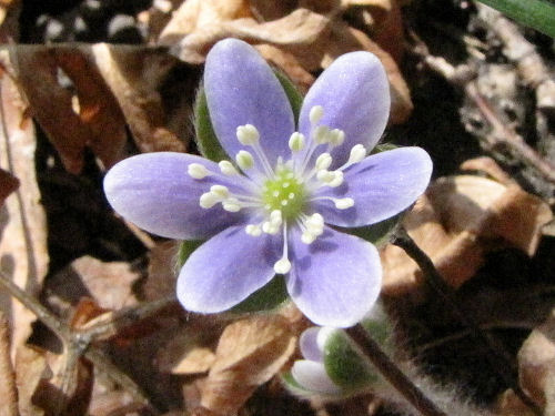 hepatica