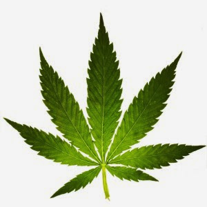 cannabis para tratamento de doenças maconha medicinal e medicina