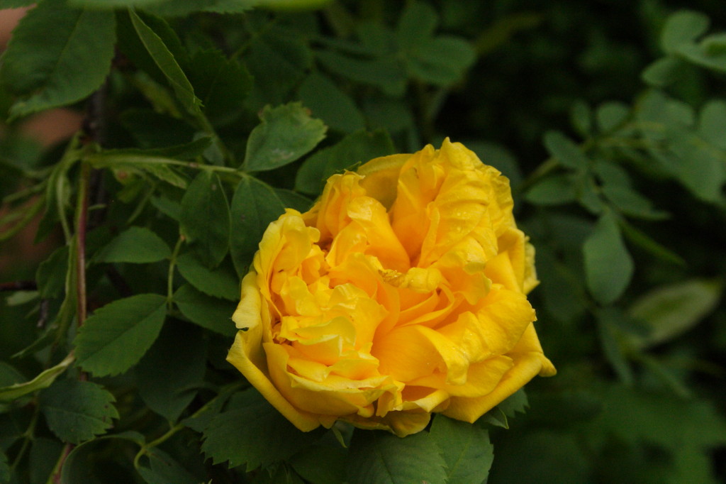 My Virtual Maryland Garden Rosa hemisphaerica the sulfur rose