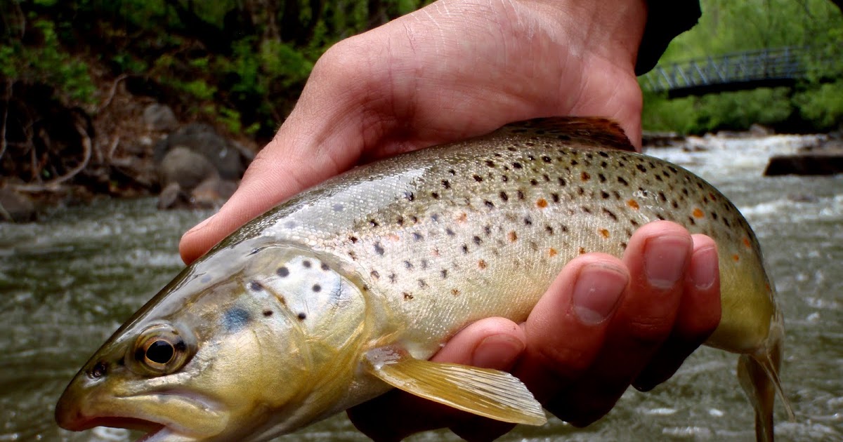 Colorado Fly Fishing Reports Boulder Creek Fishing Report