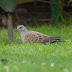 Turtle Dove in Marloes