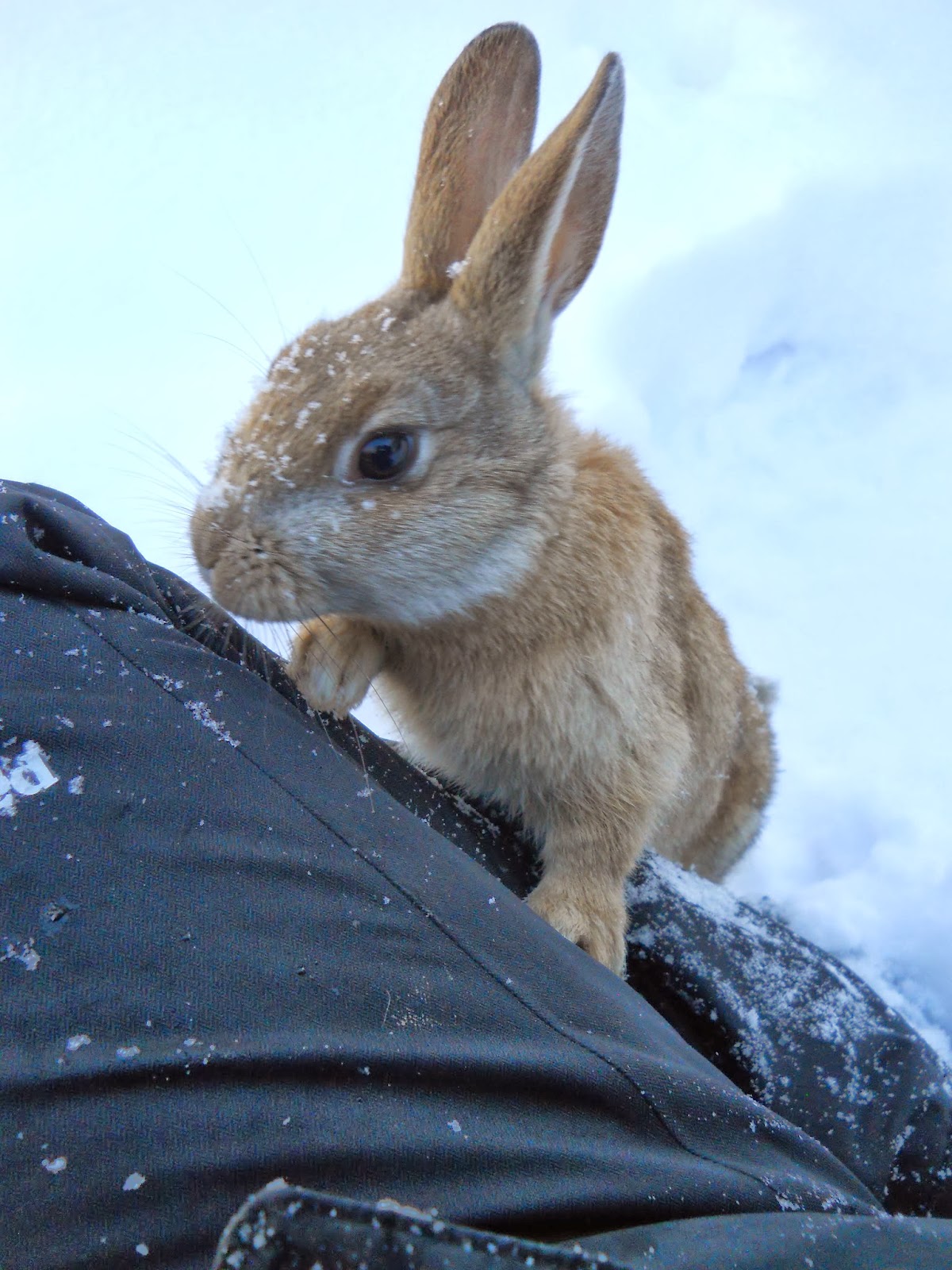 S.T.E.M. BUNNIES Events, Camps and Foster Rabbits Meet the S.T.E.M