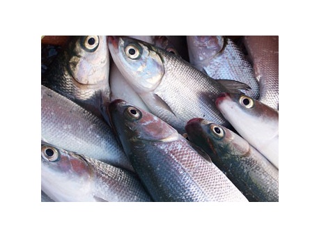 ikan bandeng