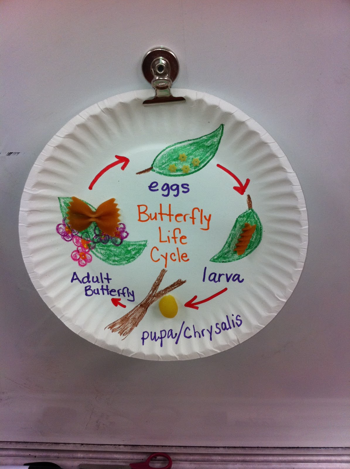 Mrs. Andrews' Teaching Passion Life Cycle of a Butterfly