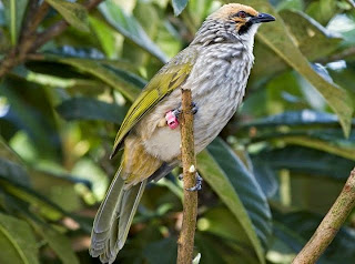 5 Burung Kicau Termahal dan Terpopuler di Indonesia
