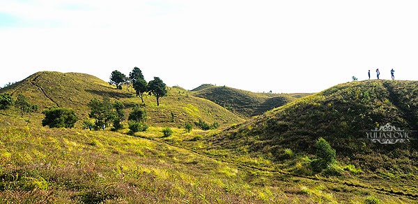 Orang-orang Menyebutnya Bukit Teletubbies Gunung Prau dieng