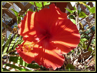 Habiscus at Cocoa Beach, Florida