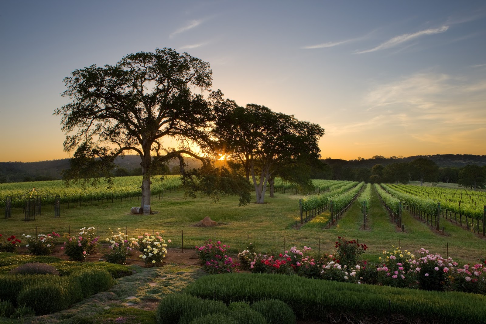 Find Your SoCal Wine Tour Adventure! Los Angeles County Limousine LA