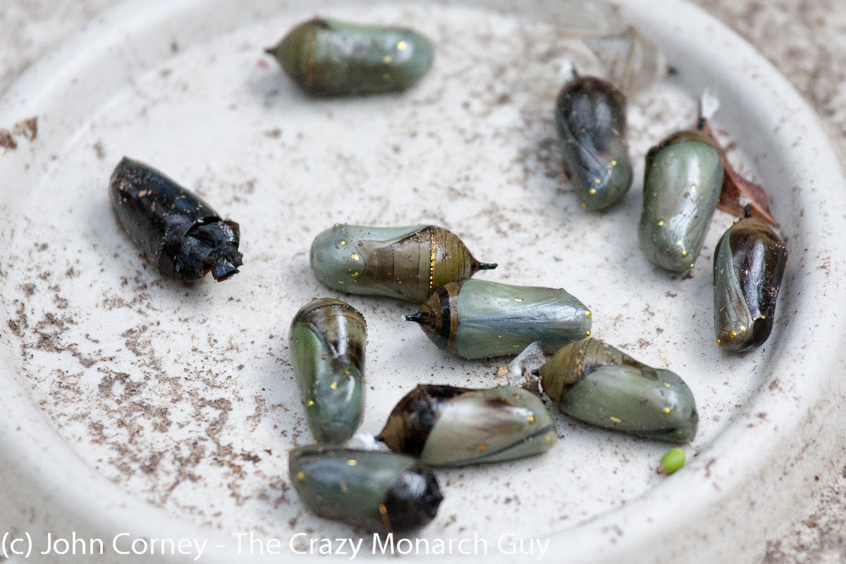 The Crazy Monarch Guy Monarch butterfly parasites