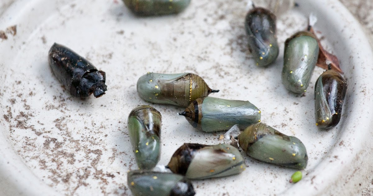 The Crazy Monarch Guy: Monarch butterfly parasites