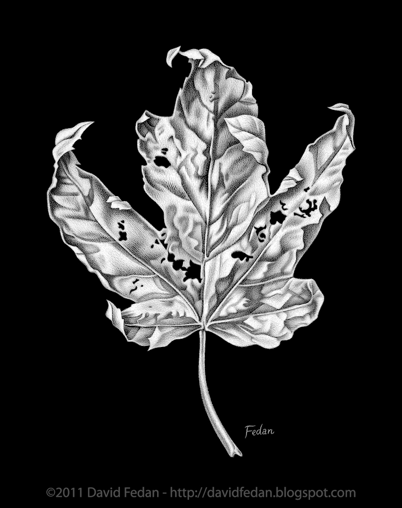 The Art of David Fedan Scratchboard Leaf