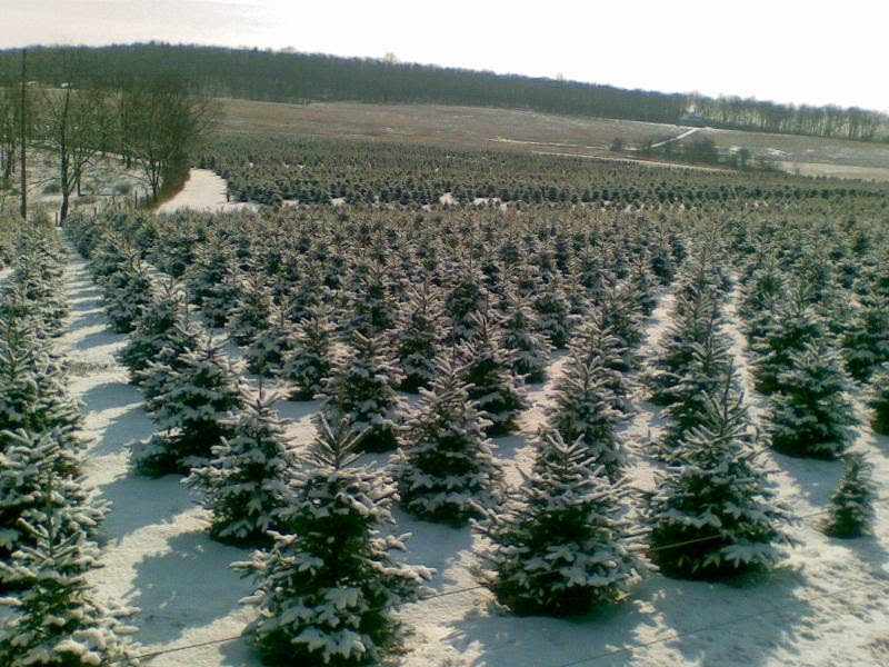 the scope o christmas tree it s not easy being green the scope o christmas tree it s not easy being green