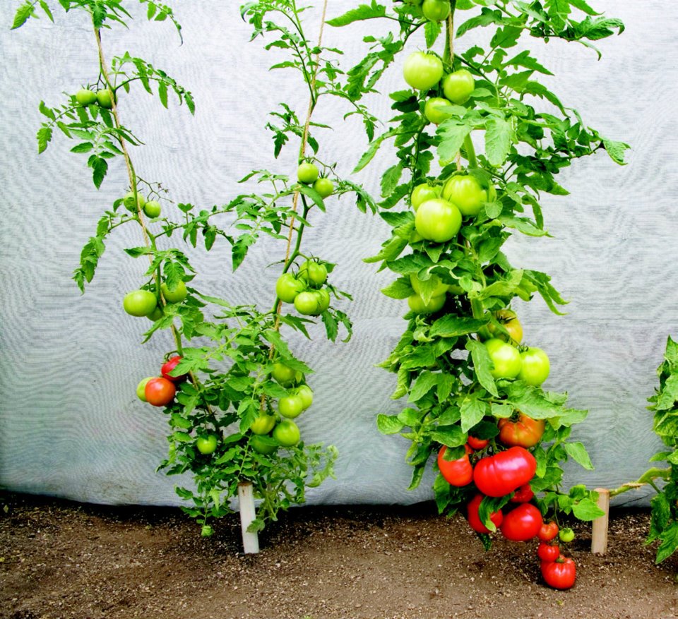 Mighty �Mato Tomato Tales What Are Grafted Tomato Plants?
