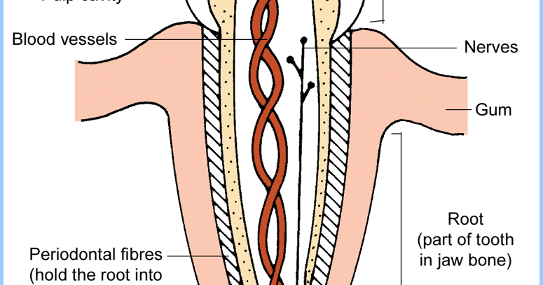 Magh Ag Sci: Animal Physiology - The Digestive System