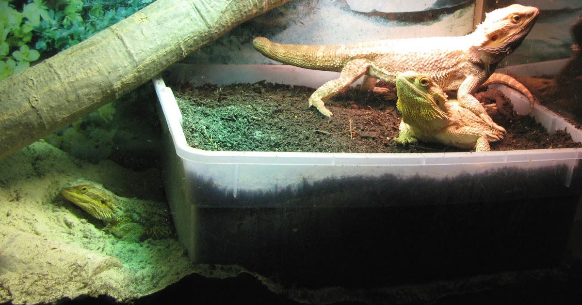 Long Island Herpetological Society Blogger One Of My Female Bearded