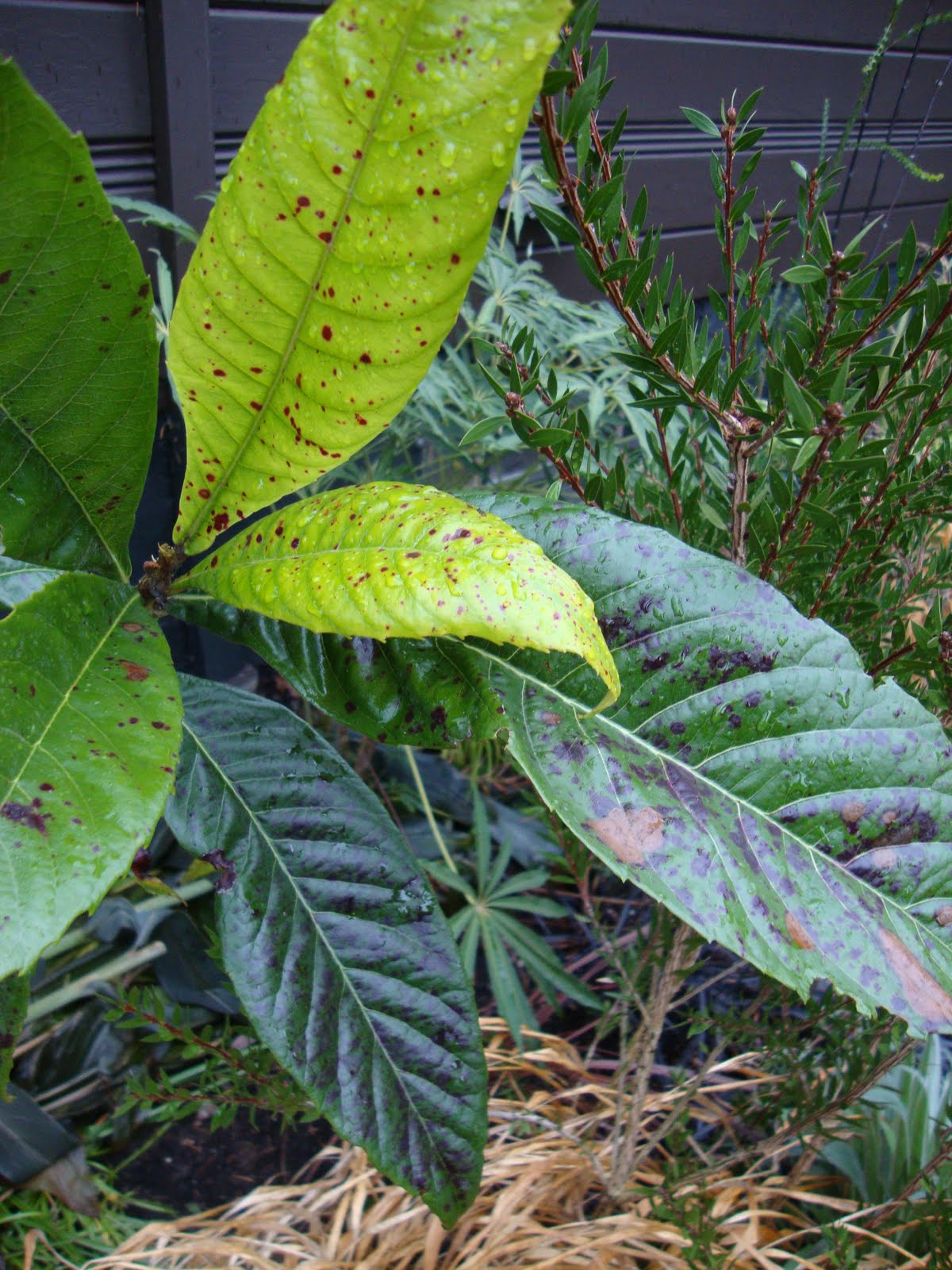 danger garden What’s wrong with my Loquat?