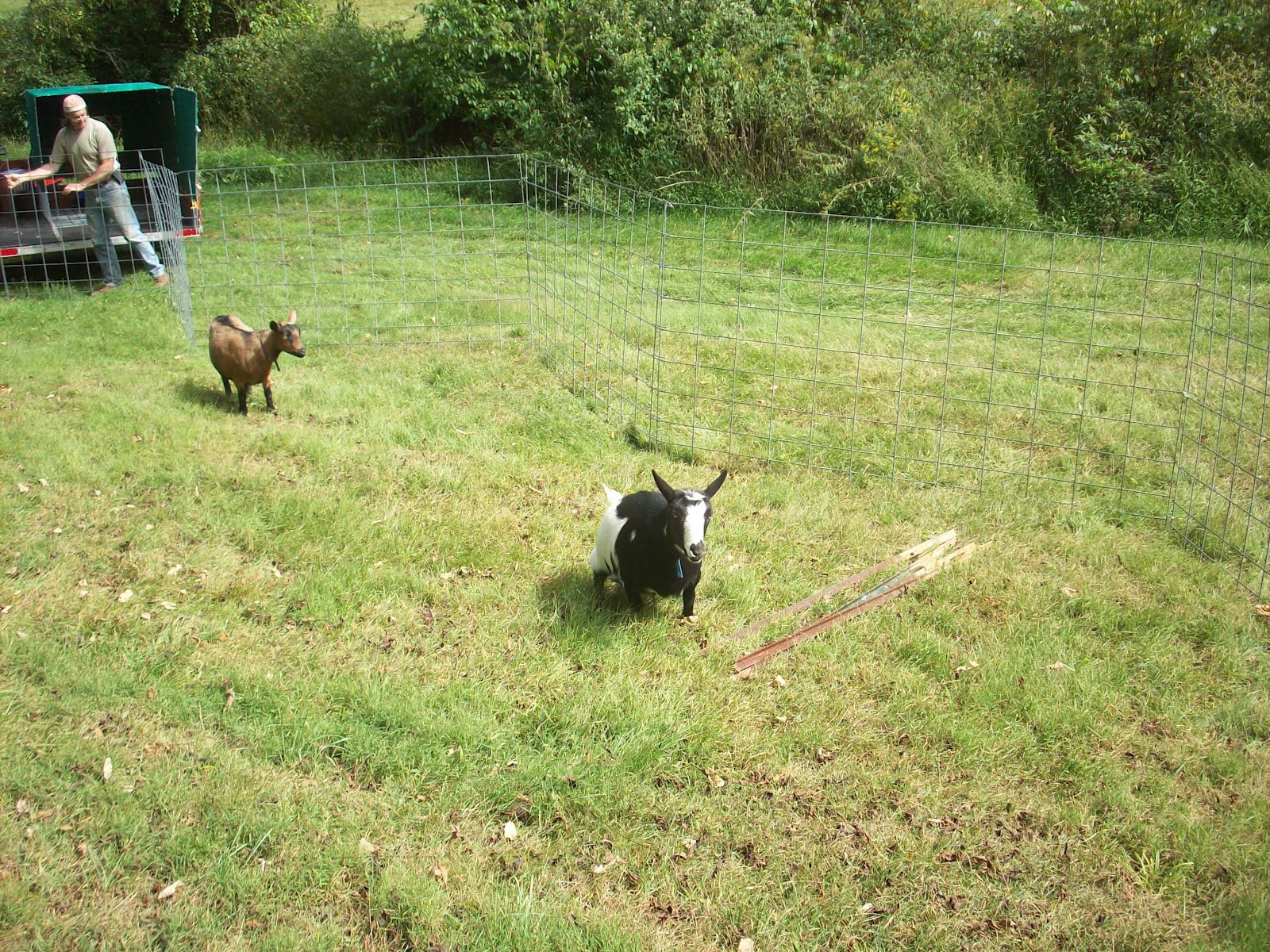 4 acres and a stream The goats are here! (And how to build a transport cage)