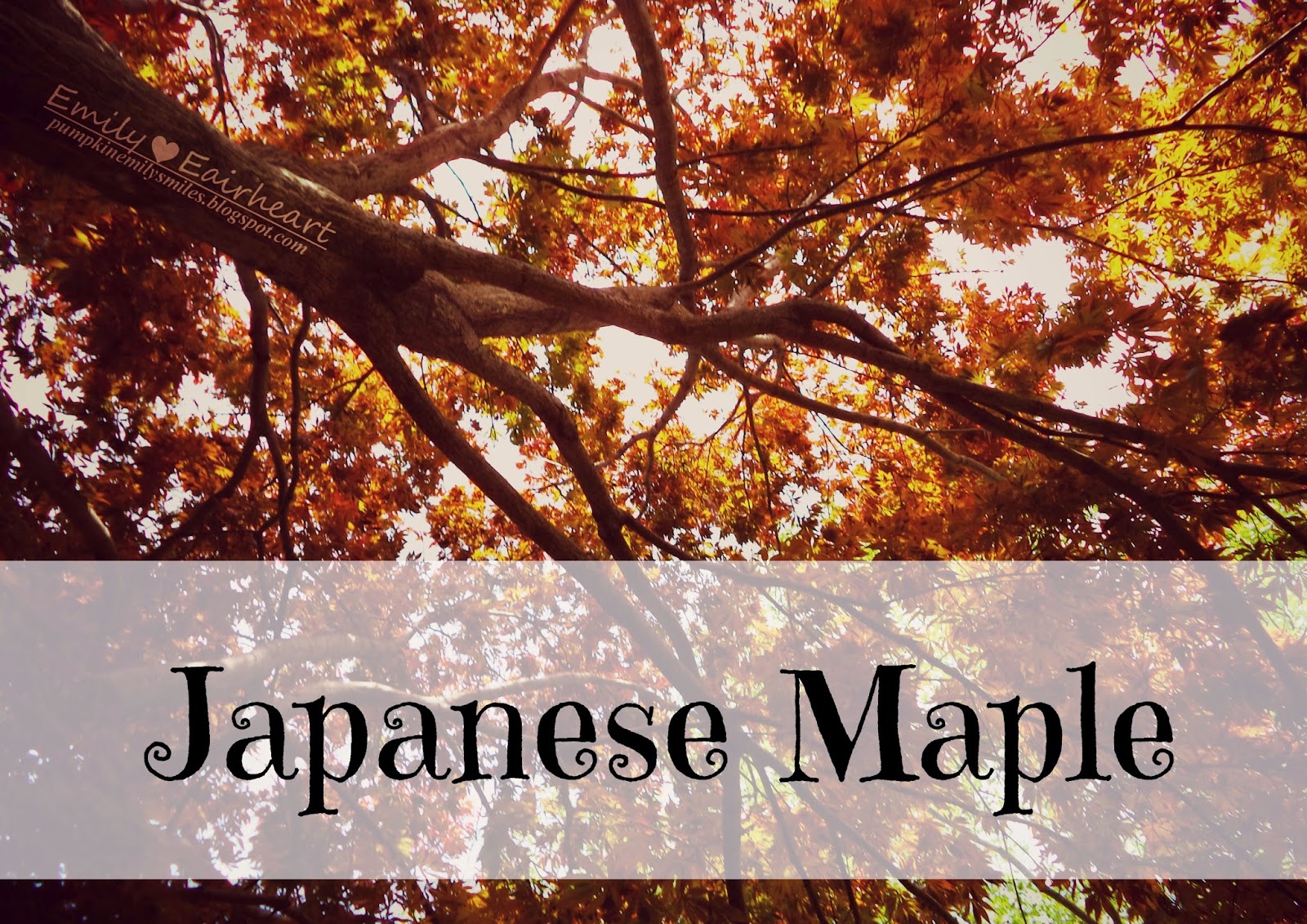 Perspective shot of tree and image says Japanese Maple.