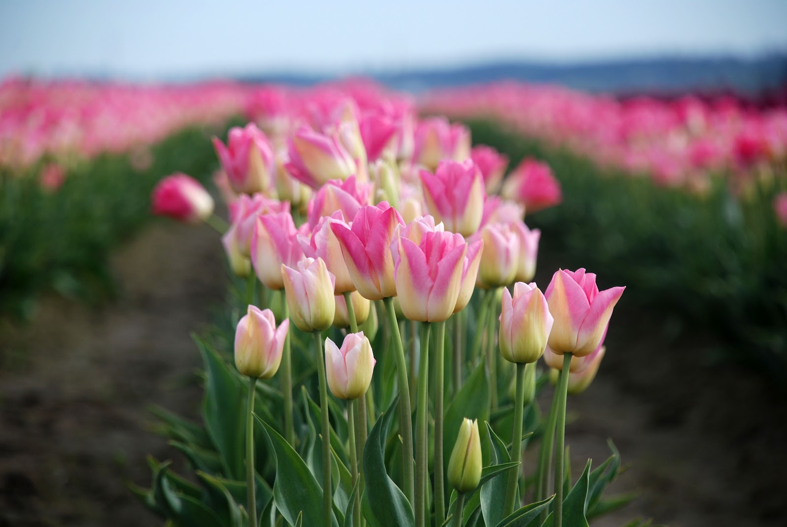 The Skagit Valley Tulip Festival in Mt. Vernon, WA