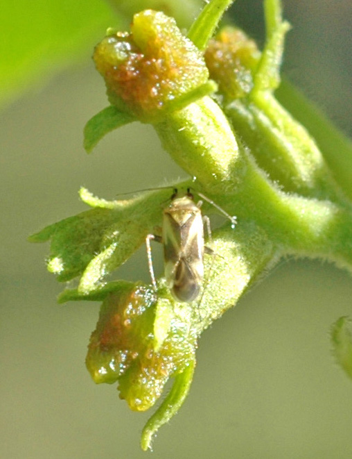 Northern Pecans Mirids on pecan flowers