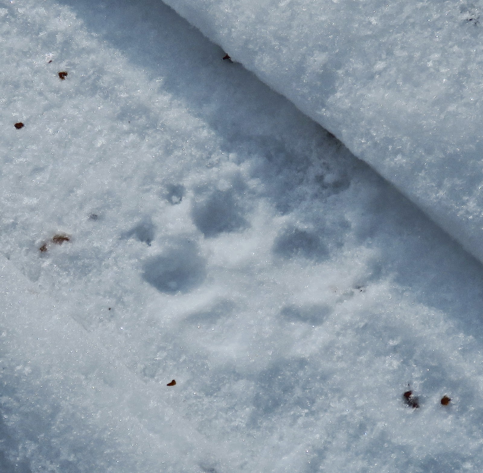 Steve Bird's Wildlife Gone tracking in the Connecticut Snow!