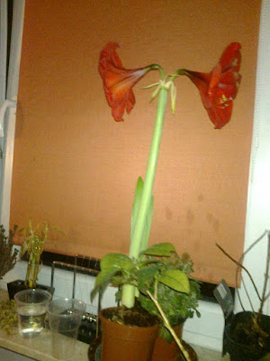 AMARYLLIS OCALAŁ