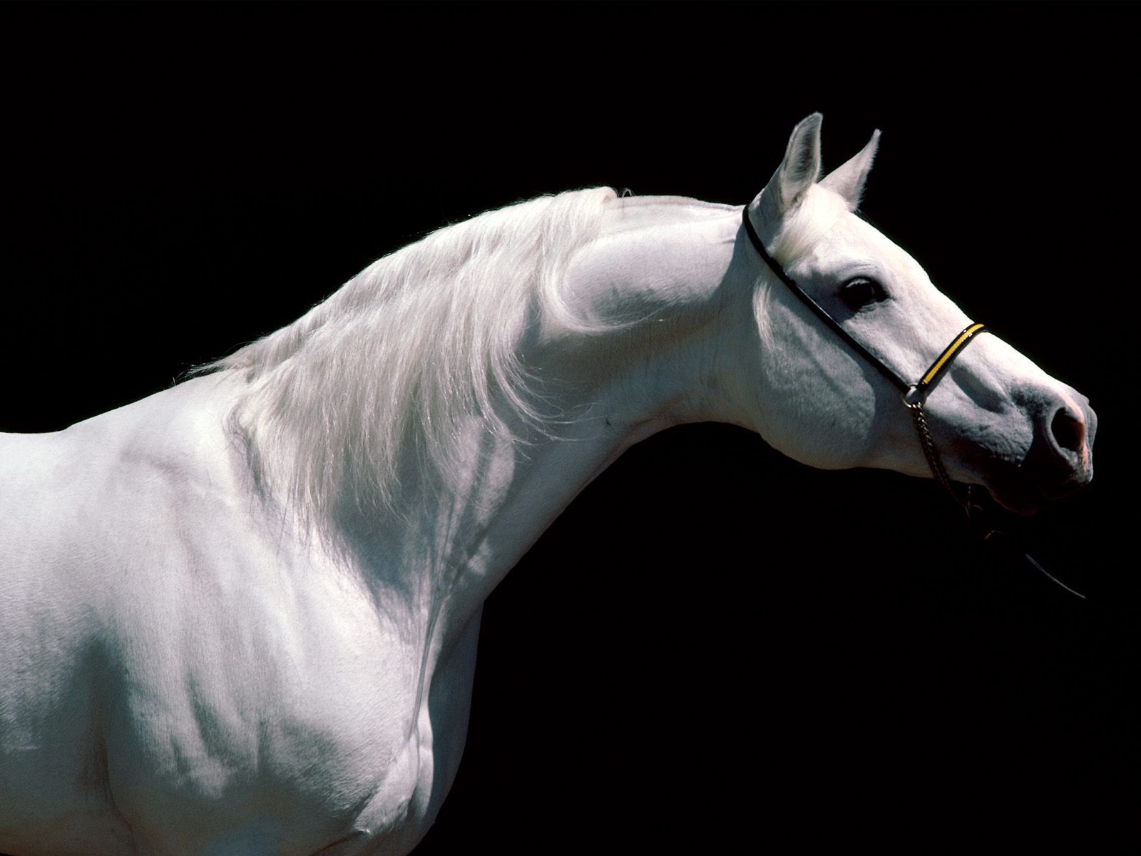 Best Horses Pictures - HD Animal Wallpapers