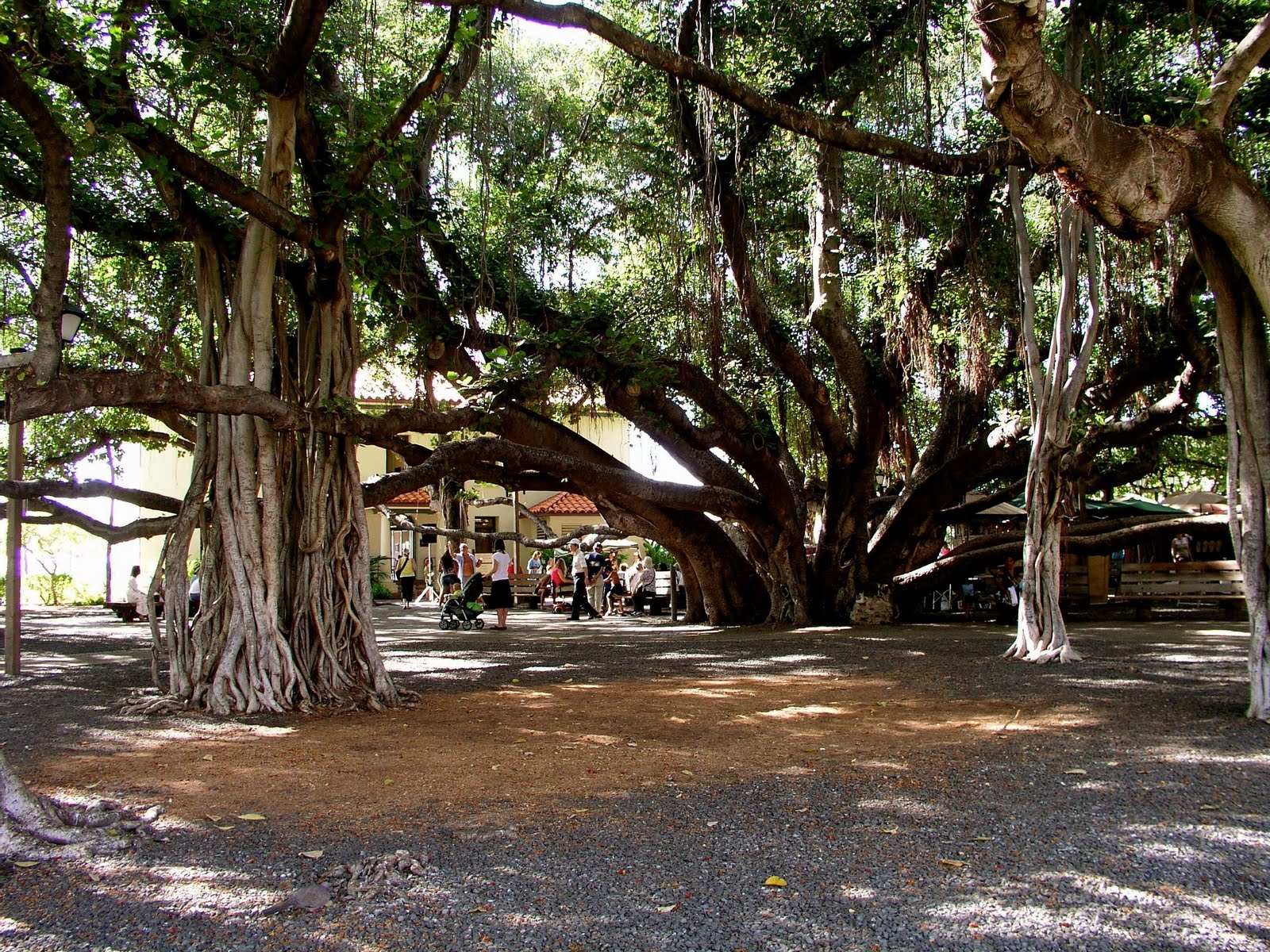 Take shelter under the "Banyan Tree Park Lahaina".Choice Your Holiday