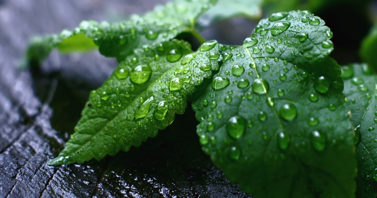 Good Morning Nature HD Wallpaper | Home of Wallpapers | Free download