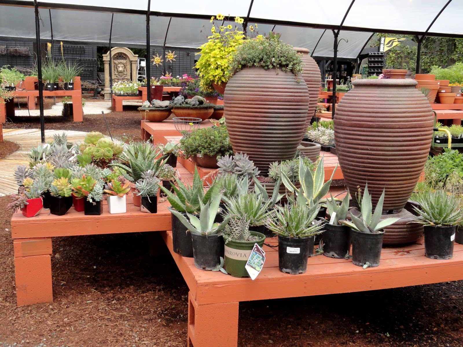 danger garden Discovering a new nursery, The Garden Corner...