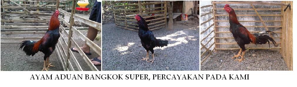 Ayam BANGKOK – Ayam aduan SUPER – MENCETAK Ayam Aduan – JAMU Ayam Aduan