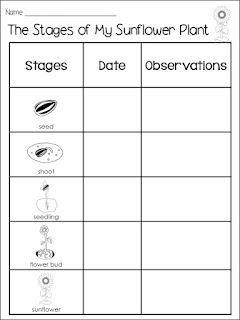 First Grade Fanatics: Plant Life Cycles