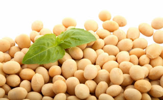 kacang kedelai kacang kedelai
