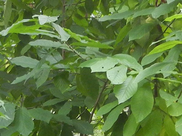 What do canker sores look like? / Pictures / Signs What do canker sores look like? / Pictures / Signs