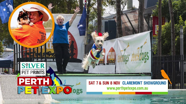 Perth-Pet-Expo-2015-Dockdogs