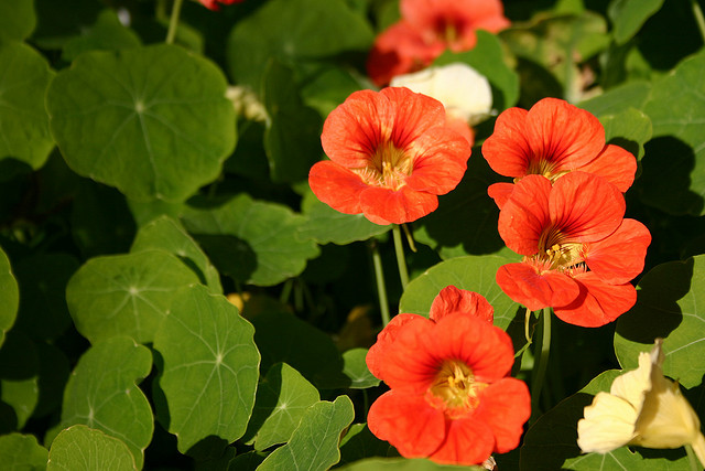 6 espécies de plantas ideais para um telhado ecológico