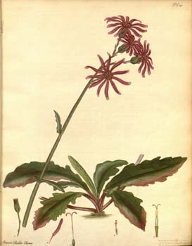 Anticancer Activity Of Oroxylum Indicum Flower