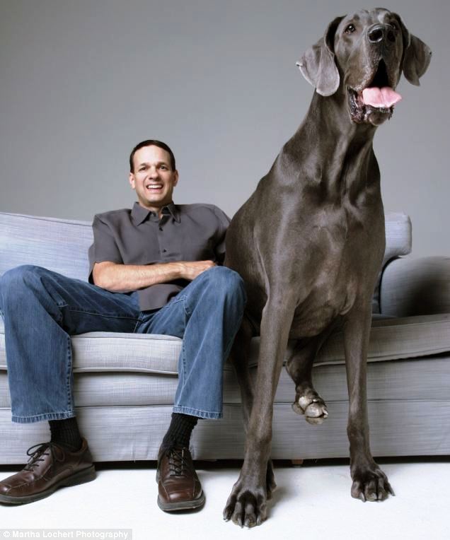 コーギーと英字新聞 世界一大きな犬 グレート デーン 体重114ｋｇ