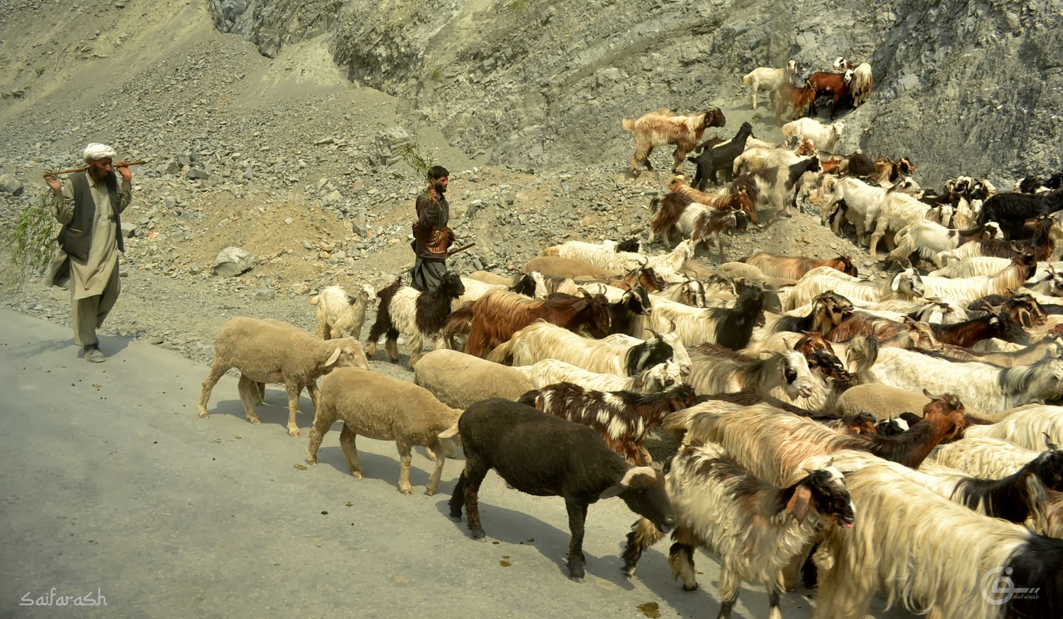 Saif Arash Photography Bakarwal Bakharwal Jammu And Kashmir The wool given by bakharwal sheep is used for making woollen shawls. saif arash photography