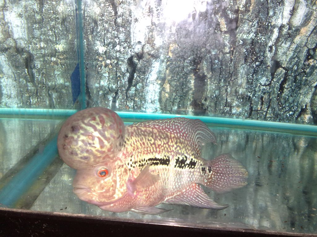 Flowerhorn The Hybrid Cichlids Shop Flowerhorn ChinhTrung