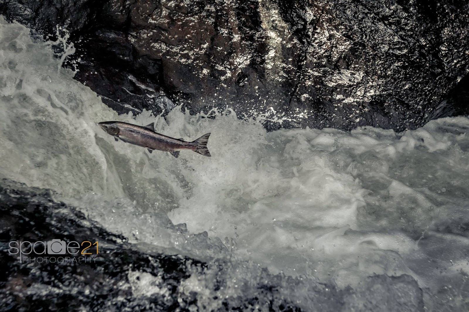 Salmon Fly Atlantic Salmon Jumping At Buchanty Spout On The River